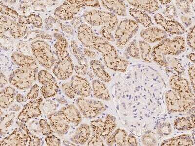 Immunohistochemistry-Paraffin: Glucosamine (N-acetyl)-6-Sulfatase/GNS Antibody [NBP2-99216]