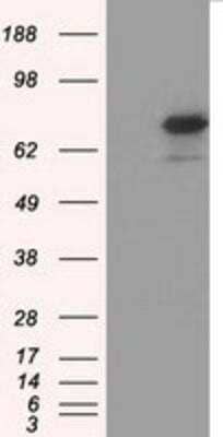 Western Blot: Glucose 1-dehydrogenase Antibody (OTI2A7) [NBP2-02615]