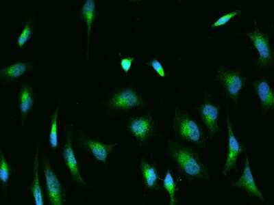 Immunocytochemistry/ Immunofluorescence: Glucose 1-dehydrogenase Antibody [NBP2-97731]