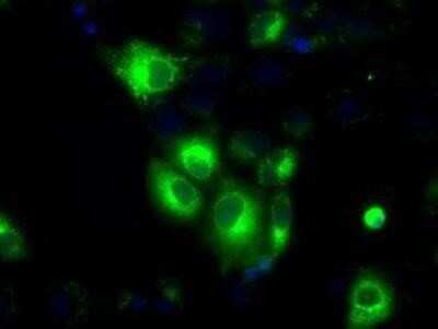 Immunocytochemistry/ Immunofluorescence: Glucose 1-dehydrogenase Antibody (OTI2A7) - Azide and BSA Free [NBP2-71478]