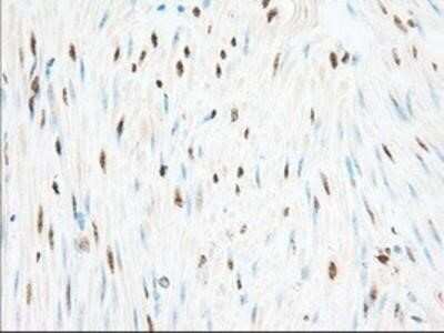 Immunohistochemistry: Glucose 1-dehydrogenase Antibody (OTI2A7) - Azide and BSA Free [NBP2-71478]
