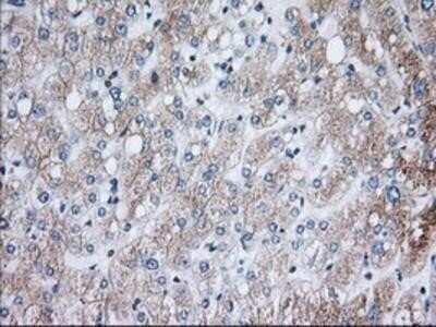Immunohistochemistry: Glucose 1-dehydrogenase Antibody (OTI2A7) - Azide and BSA Free [NBP2-71478]