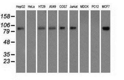 Western Blot: Glucose 1-dehydrogenase Antibody (OTI2A7)Azide and BSA Free [NBP2-71478]