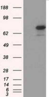 Western Blot: Glucose 1-dehydrogenase Antibody (OTI2A7)Azide and BSA Free [NBP2-71478]