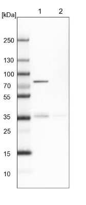 Western Blot: Glucose 1-dehydrogenase Antibody [NBP1-91943]