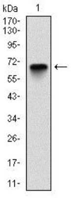 Western Blot: Glucose 6 Phosphate Dehydrogenase Antibody (2H7)Azide and BSA Free [NBP2-80752]