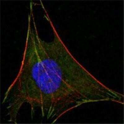 Immunocytochemistry/ Immunofluorescence: Glucose 6 phosphate isomerase Antibody (1B7D7) - BSA Free [NBP1-47523]