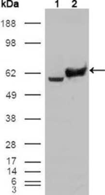 Western Blot: Glucose 6 phosphate isomerase Antibody (1B7D7)BSA Free [NBP1-47523]