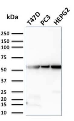 Western Blot: Glucose 6 phosphate isomerase Antibody (CPTC-GPI-1)Azide and BSA Free [NBP2-79845]