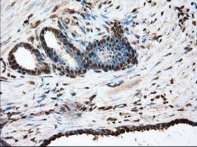 Immunohistochemistry: Glucose 6 phosphate isomerase Antibody (OTI2D2) - Azide and BSA Free [NBP2-70844]