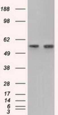 Western Blot: Glucose 6 phosphate isomerase Antibody (OTI2D2)Azide and BSA Free [NBP2-70844]