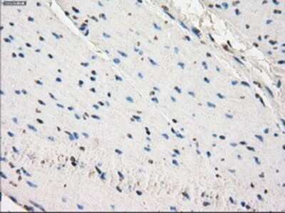 Immunohistochemistry-Paraffin: Glucose Transporter GLUT6 Antibody (OTI7E3) [NBP1-47987]