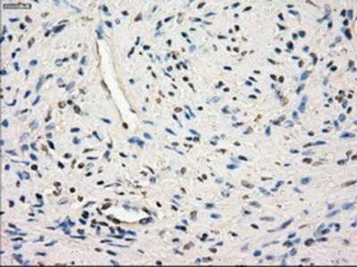 Immunohistochemistry-Paraffin: Glucose Transporter GLUT6 Antibody (OTI7E3) [NBP1-47987]