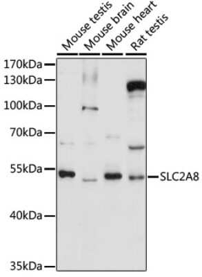 Western Blot: Glucose Transporter GLUT8 AntibodyAzide and BSA Free [NBP3-03554]