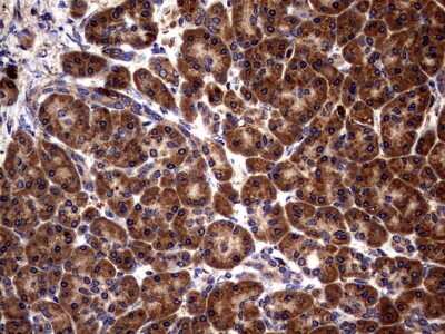 Immunohistochemistry: Glucosylceramidase/GBA Antibody (OTI4G4) [NBP2-45829]