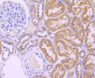 Immunohistochemistry-Paraffin: Glucosylceramidase/GBA Antibody (JM10-76) [NBP2-66871]