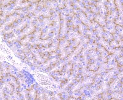 Immunohistochemistry-Paraffin: Glucosylceramidase/GBA Antibody (JM10-76) [NBP2-66871]