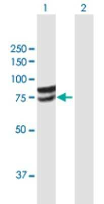 Western Blot: Glucuronic Acid Epimerase Antibody [H00026035-B01P]