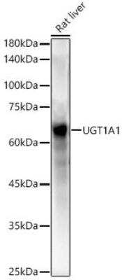 Western Blot: Glucuronosyltransferase 1A1/UGT1A1 AntibodyAzide and BSA Free [NBP3-03338]