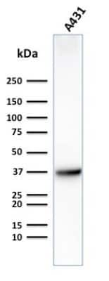 Western Blot: Glut1 Antibody (GLUT1/2475)Azide and BSA Free [NBP2-75786]