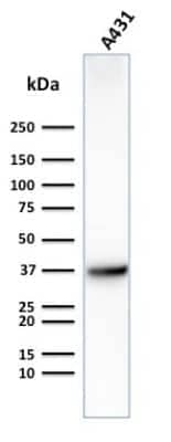 Western Blot: Glut1 Antibody (GLUT1/2475) [NBP2-75784]