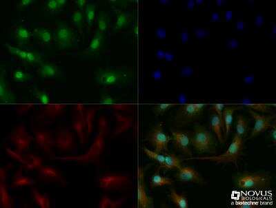 Immunocytochemistry/ Immunofluorescence: Glut1 Antibody - BSA Free [NB110-39113]