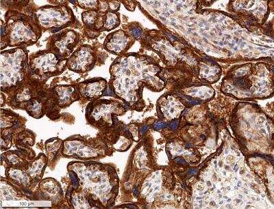 Immunohistochemistry-Paraffin: Glut1 Antibody - BSA Free [NB110-39113]