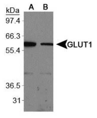 Western Blot: Glut1 AntibodyBSA Free [NB110-39113]