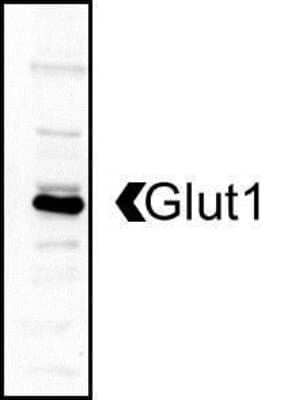 Western Blot: Glut1 AntibodyBSA Free [NB110-39113]
