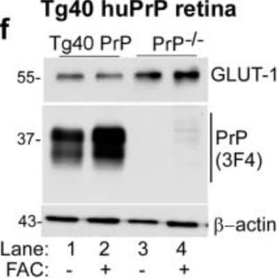 Western Blot: Glut1 AntibodyBSA Free [NB110-39113]