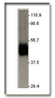 Western Blot: Glut1 Antibody [NB300-666]