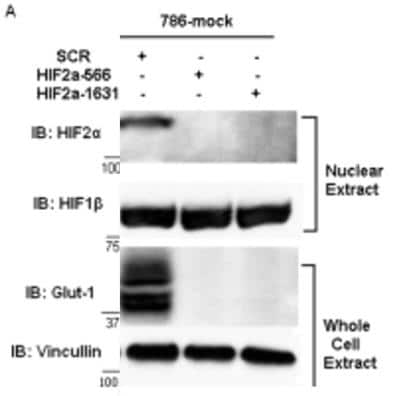 Western Blot: Glut1 Antibody [NB300-666]