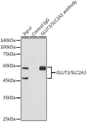 Immunoprecipitation: Glut3 Antibody (6T3F2) [NBP3-16340]