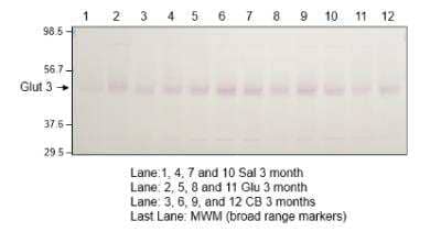 Western Blot: Glut3 Antibody [NBP3-12237]