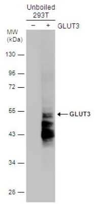 Western Blot: Glut3 Antibody [NBP3-12885]