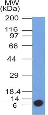 Western Blot: Glut4 Antibody (2E11NB)Azide and BSA Free [NBP2-80754]