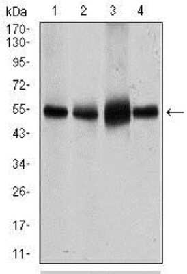 Western Blot: Glut4 Antibody (3G10A3)BSA Free [NBP2-22214]