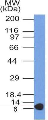 Western Blot: Glut4 Antibody (6H11NB)Azide and BSA Free [NBP2-80753]
