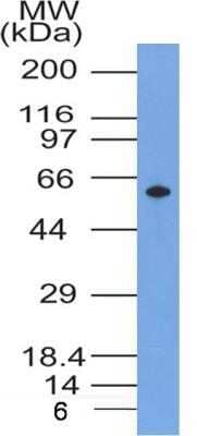 Western Blot: Glut4 Antibody (6H11NB)Azide and BSA Free [NBP2-80753]