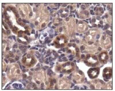 Immunohistochemistry: Glut4 Antibody - BSA Free [NBP1-49533]