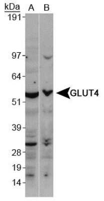 Western Blot: Glut4 AntibodyBSA Free [NBP1-49533]