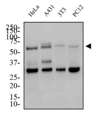 Western Blot: Glut4 AntibodyBSA Free [NBP1-49533]
