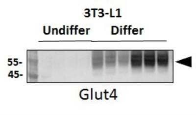 Western Blot: Glut4 AntibodyBSA Free [NBP1-49533]