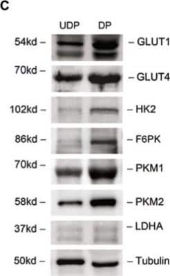 Western Blot: Glut4 AntibodyBSA Free [NBP1-49533]