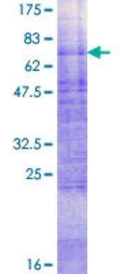 SDS-PAGE: Recombinant Human Glut4 GST (N-Term) Protein [H00006517-P01]