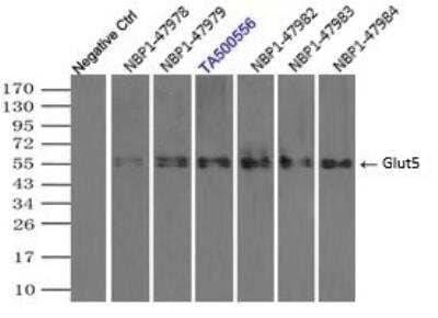 Immunoprecipitation: Glut5 Antibody (OTI9F3) - Azide and BSA Free [NBP2-71285]
