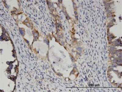 Immunohistochemistry-Paraffin: Glutamate Dehydrogenase 2/GLUD2 Antibody (3C2) [H00002747-M01]