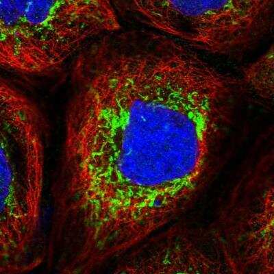 Immunocytochemistry/ Immunofluorescence: Glutamate Dehydrogenase Antibody [NBP2-54715]
