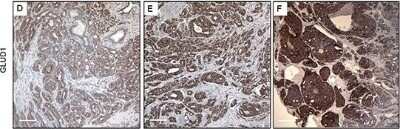 Immunohistochemistry: Glutamate Dehydrogenase Antibody [NBP1-54961]