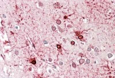 Immunohistochemistry-Paraffin: Glutamate Dehydrogenase Antibody [NBP1-68846]